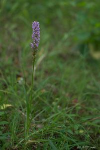 Pětiprstka žežulník (Gymnadenia conopsea)