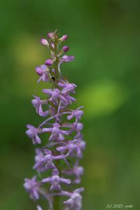 Pětiprstka žežulník (Gymnadenia conopsea)