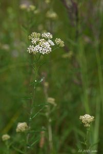 Řebříček obecný (Achillea millefiori)