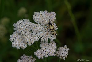 Řebříček obecný (Achillea millefiori)