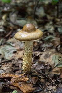 Štavnatka dvoubarvá - Hygrophorus persoonii Arnolds