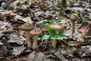 Štavnatka dvoubarvá - Hygrophorus persoonii Arnolds