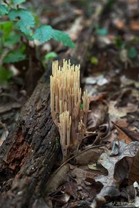 Kuřátka přímá - Ramaria stricta (Pers.) Quél. 1888