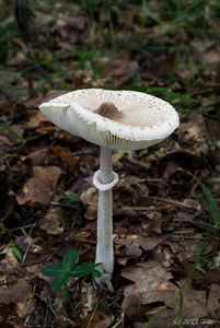 Bedla útlá - Macrolepiota mastoidea (Fr.) Singer 1951