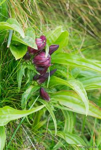 Hořec panonský (Gentiana pannonica)