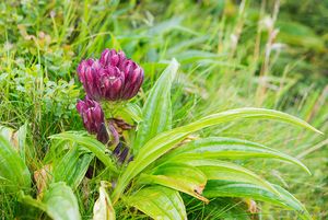 Hořec panonský (Gentiana pannonica)