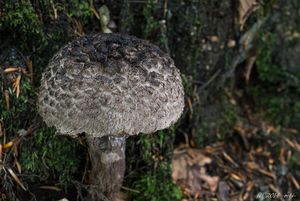 Šiškovec černý - Strobilomyces strobilaceus (Scop.) Berk. 1851