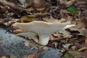 Choroš hlízovitý - Polyporus tuberaster (Jacq. ex Pers.) Fr. 1821