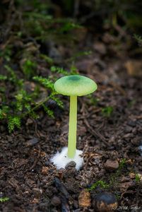 Závojenka plavozelenavá - Entoloma incanum (Fr.) Hesler 1967