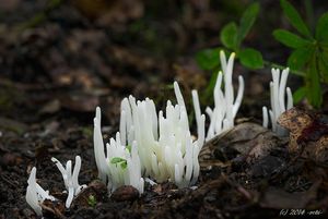 Kyjanka křehká - Clavaria fragilis Holmsk.