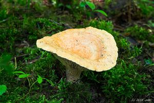 Ryzec krvavomléčný - Lactarius sanguifluus (Paulet) Fr.