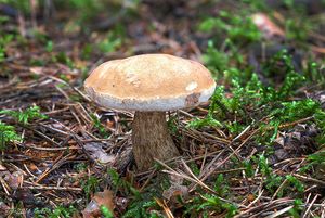 Hřib žlučník - Tylopilus felleus  (Bull.) P. Karst. 1881