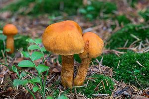 Pavučinec žlutoplavý - Cortinarius limonius (Fr.) Fr. 1838