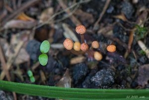 Paličkovice nachová - Claviceps purpurea (Fr.) Tul.