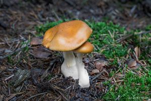 Pavučinec meruňkový - Cortinarius (Telamonia) armeniacus Fr.