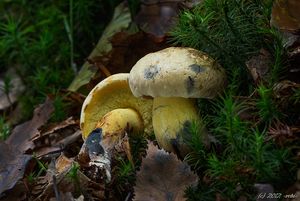 Hřib modračka - Cyanoboletus pulverulentus  (Opat.) Gelardi, Vizzini & Simonini 2014