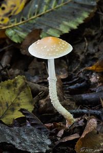 Lysohlávka šupinatá - Leratiomyces squamosus (Pers.) Bridge & Spooner 2008