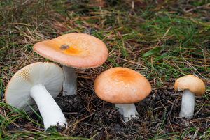 Holubinka odbarvená - Russula decolorans (Fr.) Fr. 1838