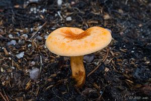 Lištička pomerančová - Hygrophoropsis aurantiaca (Wulfen) Maire 1921