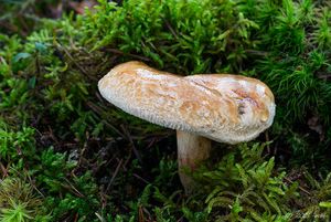 Čechratka podvinutá - Paxillus involutus (Batsch) Fr. 1838