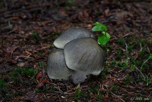 Čirůvka mýdlová - Tricholoma saponaceum (Fr.) P. Kumm. 1871