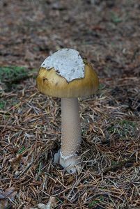 Muchomůrka blanitá - Amanita submembranacea (Bon) Gröger