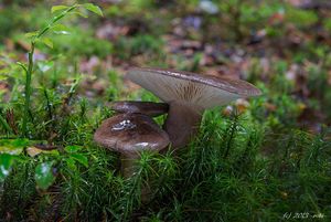 Ryzec datlí - Lactarius picinus Fr. 1838