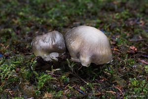 Čirůvka mýdlová - Tricholoma saponaceum (Fr.) P. Kumm. 1871