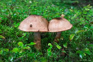 Pavučinec náramkovitý - Cortinarius armillatus (Fr.) Fr. 1838