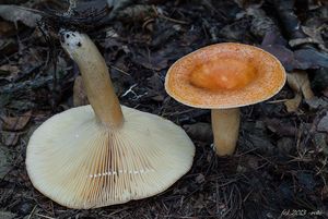 Ryzec modřínový - Lactarius porninsis Rolland 1889