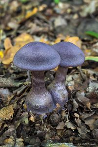 Pavučinec fialový - Cortnarius (Cortinarius) violaceus (L.) Gray