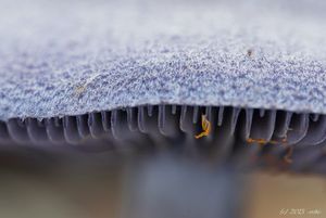 Pavučinec fialový - Cortnarius (Cortinarius) violaceus (L.) Gray