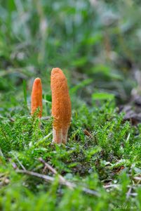 Housenice červená - Cordyceps militaris (L.) Link