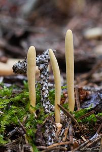 Kyj jazýčkovitý - Clavariadelphus ligula (Schaeff.) Donk