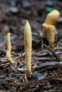 Kyj jazýčkovitý - Clavariadelphus ligula (Schaeff.) Donk