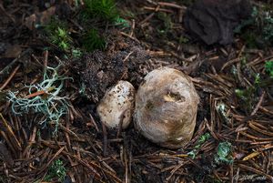 Kořenovec obecný - Rhizopogon vulgaris