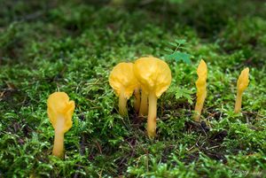 Lopatička kyjovitá - Spathularia flavida Pers.