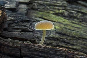 Kržatka hnědoolivová - Simocybe centunculus (Fr.) P. Karst. 1879