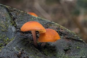 Šupinovka poprášená - Gymnopilus picreus  (Pers.) P. Karst. 1879