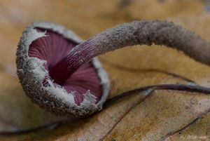 Černolupen krvavý - Melanophyllum haematospermum