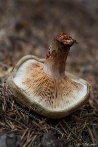 Čechratka podvinutá - Paxillus involutus (Batsch) Fr. 1838