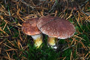 Klouzek douglaskový - Suillus lakei (Murrill) A.H.Sm. et Thiers