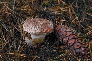 Klouzek douglaskový - Suillus lakei (Murrill) A.H.Sm. et Thiers