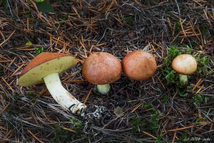 Klouzek zrnitý - Suillus granulatus (L.) Roussel 1796