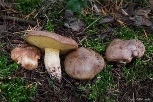 Klouzek žíhaný - Suillus collinitus (Fr.) Kuntze 1898