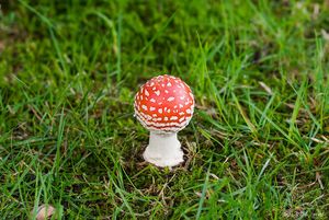 Muchomůrka červená - Amanita muscaria (L.) Lam. 1783