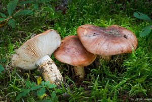 Čirůvka prstencová - Tricholoma batschii Gulden ex Christensen&Noo