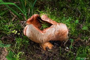 Čirůvka prstencová - Tricholoma batschii Gulden ex Christensen&Noo