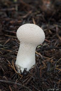 Pýchavka palicovitá - Lycoperdon excipuliforme (Scop.) Pers. 1801