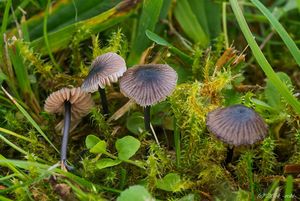 Závojenka fialově modrá - Entoloma cyanulum (Lasch) Noordel.